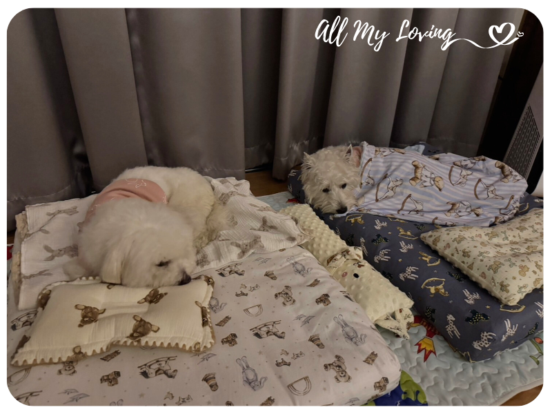 allmyloving 01 20 เบาะนอนสัตว์เลี้ยง