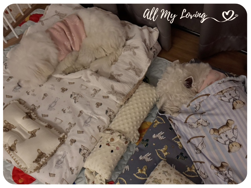 allmyloving 02 21 เบาะนอนสัตว์เลี้ยง