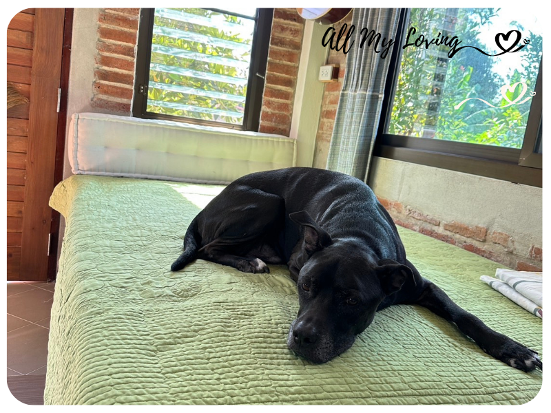 allmyloving 03 23 เบาะนอนสัตว์เลี้ยง
