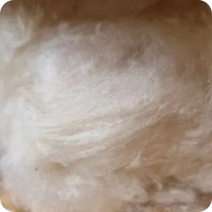 190925 kapok 2 1 190925 kapok 2