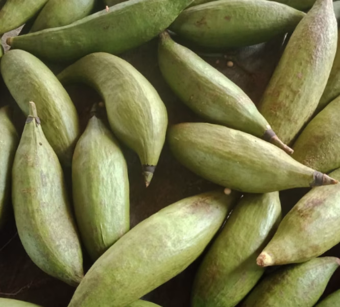 kapok pod 01 5 ฝักนุ่นธรรมชาติที่เป็นต้นกำเนิดของเส้นใยนุ่นสำหรับเครื่องนอนภายในบ้าน