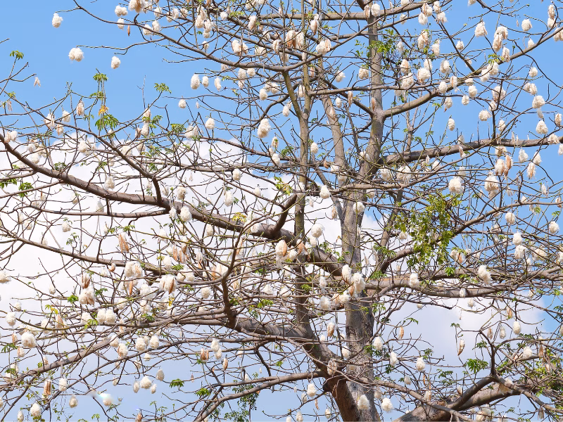 ต้น ใบ หรือผลของต้นนุ่น Ceiba pentandra