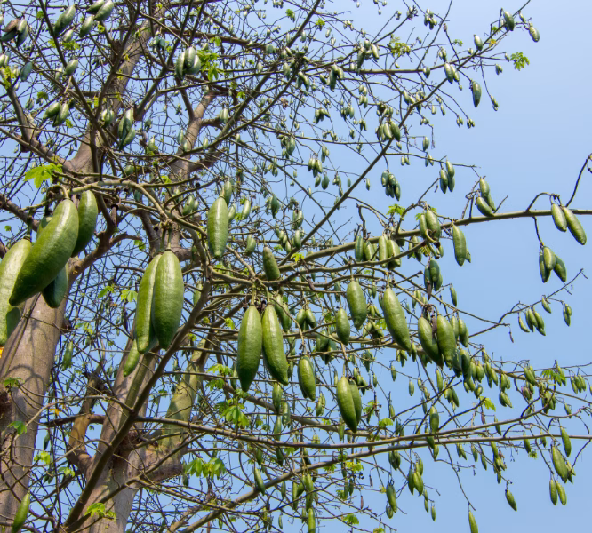 kapok tree 02 4 ฝักนุ่นอ่อนที่ยังไม่แตกและยังไม่พร้อมสำหรับการเก็บเกี่ยว