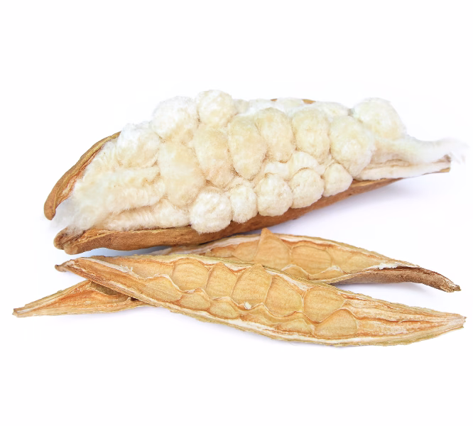 plant fiber 03 3 เส้นใยนุ่นธรรมชาติจากฝักนุ่น วัตถุดิบสำหรับหมอน เบาะ และที่นอนนุ่น