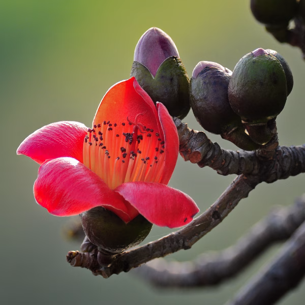 ดอกของต้นนุ่น Ceiba pentandra