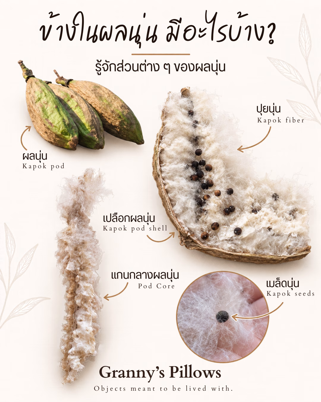 091026 kapok pod 2 นุ่น 1 ผล ประกอบด้วย เปลือกนอก แกะออกมาแล้วจะมีปุยนุ่น ด้านในสุดมีเมล็ดนุ่นและแกนนุ่น เราจะแกะเปลือกและสลัดเมล็ดออกเหลือแต่ใยนุ่น ที่นำมาใช้ทำไส้หมอนไส้เบาะและทำที่นอน