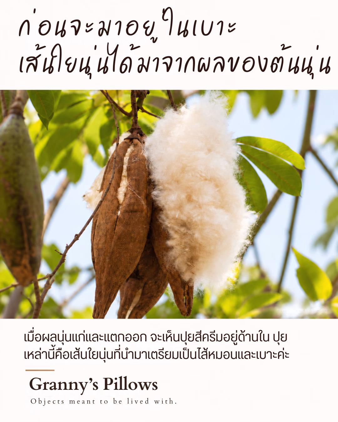 natural plant fiber 1 เส้นใยนุ่นได้มาจากผลของต้นนุ่น เป็นเส้นใยที่มาจากต้นไม้ ไม่ผ่านการสังเคราะห์ใดๆ